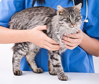 猫狗绝育的好处
