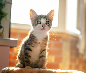 小猫护理基础知识，|如何护理新小猫