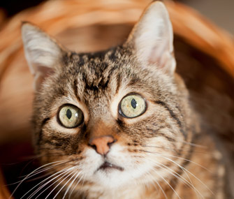 你的小猫糊涂了吗？认知功能障碍综合征的4种症状