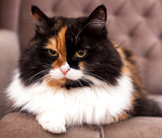 猫胰腺炎的症状及治疗
