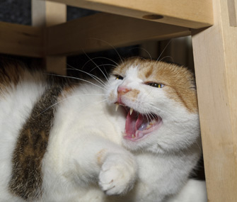 宠物与关系：如何将不同的猫家庭组合在一起