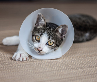 FIV积极的猫收养：为什么兽医推荐它