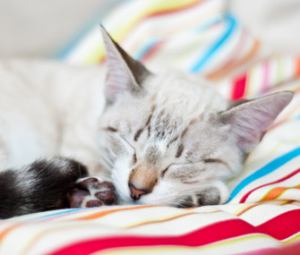 你的小猫：在7-9个月大会发生什么？