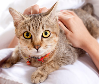 你的小猫社交指南