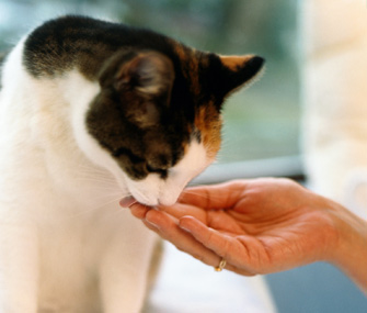 训练你的猫在被召唤时来