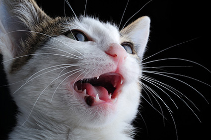 什么是猫的口腔炎？它有危险吗？
