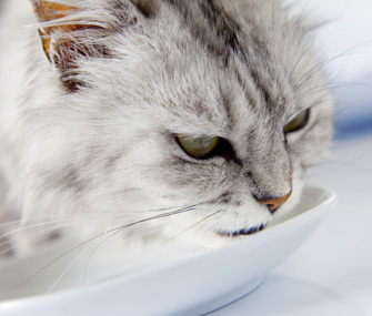 为什么我们爱猫