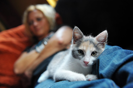 我怎么知道我的猫是否喜欢我？