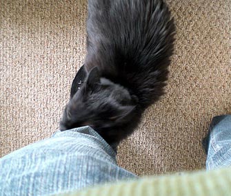 为什么我的猫头要撞我？