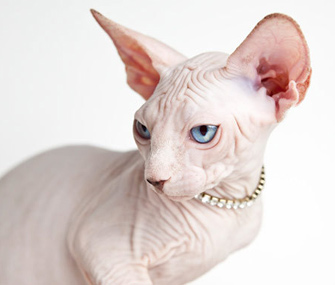 没有毛发的狗和猫的品种有哪些