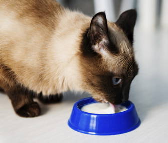 我如何让我的猫吃新食物呢？