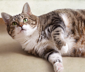 10只喜欢狗玩伴的猫