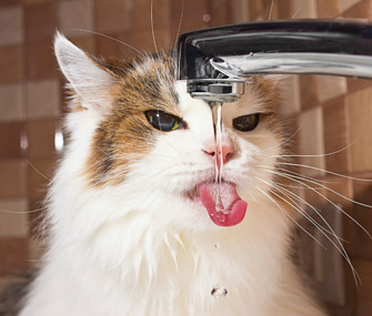 6个爱玩水的猫品种