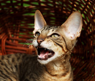喜欢爱说话的猫吗？遇见九个健谈的猫品种
