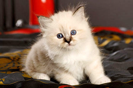 带一只小猫回家需要注意什么？