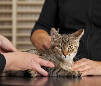 猫的正常心率是多少正常？