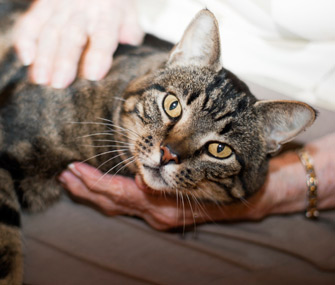 人会从猫和狗的身上感染癣吗？
