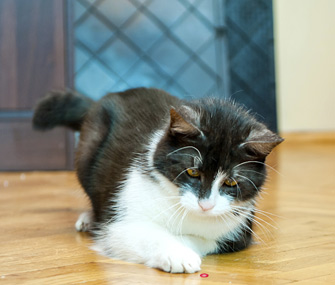 猫玩激光笔有什么危害？