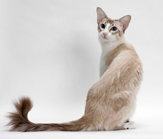 历史上的猫:关于猫的好、坏和古怪的传说