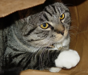 狗和猫的胰腺外分泌功能不全
