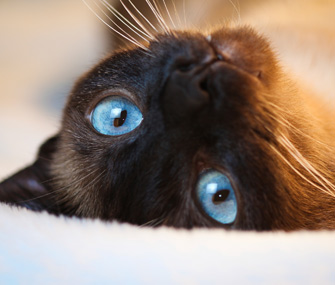猫瘟热怎么治疗？