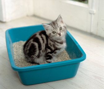 猫尿崩症