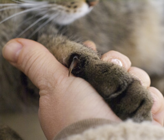 怎么修剪猫咪的指甲