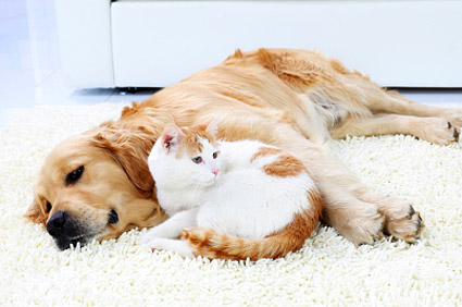 为什么室内的宠物比户外的猫和狗更快乐？