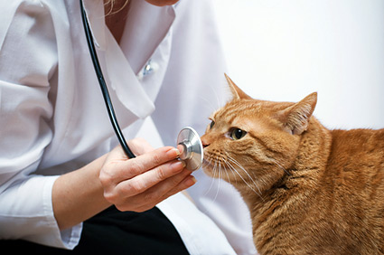猫咬伤化脓怎么办？