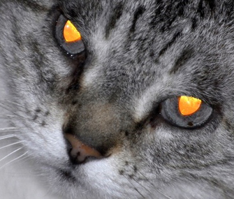 猫的眼睛为什么在黑夜里发光？