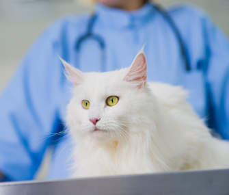 猫疫苗接种需要注意什么？