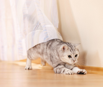 家中养猫如何减少味道？