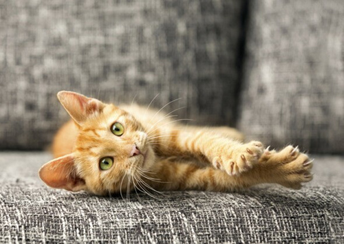 猫咪性格与品种、性别等有关系吗？