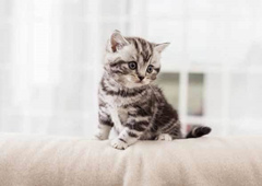 小猫应该注意什么问题？