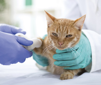 猫尿路问题和感染