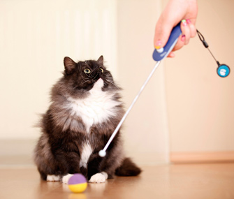 养猫的遇到的7个常见问题