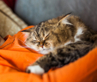 6 种最常见的猫健康问题