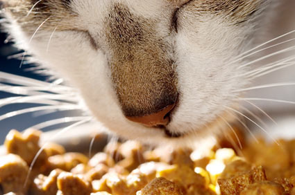 小猫多久喂一次猫粮合适？
