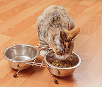 小猫咪喂食需要喂多少呢？