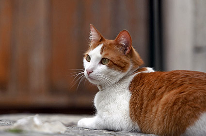 猫原始袋很大正常吗？