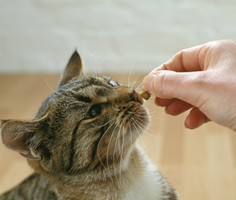 小猫怎么吃才能营养均衡？