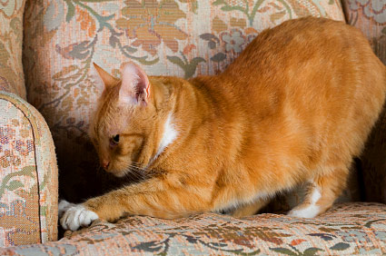 为什么我的猫要抓墙和地板？