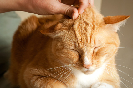 猫脂肪肝怎么治疗？