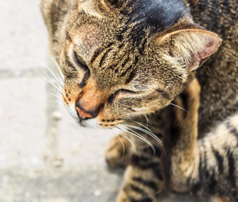 猫为什么会吃自己吐的东西？