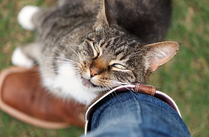 季节性猫和狗过敏的表现