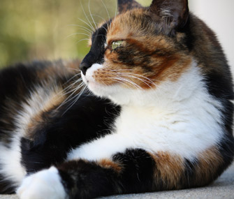 关于印花布猫有哪些你不知道的