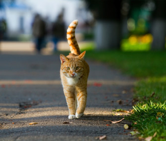 猫的尾巴怎么表达情绪？
