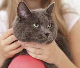 7个灰色猫品种介绍