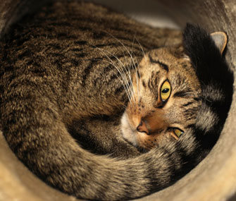 怎样调整猫的作息时间