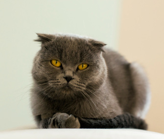7种外观独特的猫品种